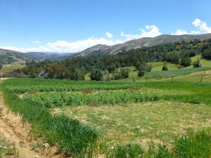 Ensayo Best-Bets, Quilcas, Junin, Peru